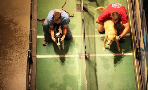 Dueling Dogs Overhead Shot